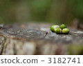 acorn, stub, stump 3182741