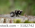 Stump and pine cones 3182742