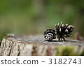 Stump and pine cones 3182743