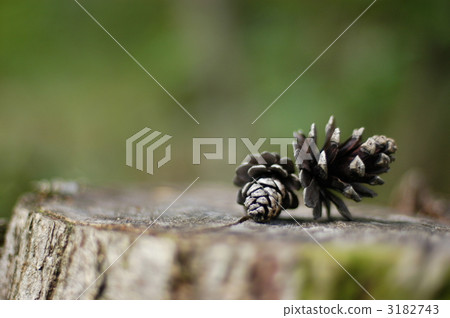 Stump and pine cones 3182743
