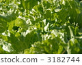 Shakkiri lettuce 3182744
