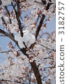 Freezing cherry blossoms 3182757