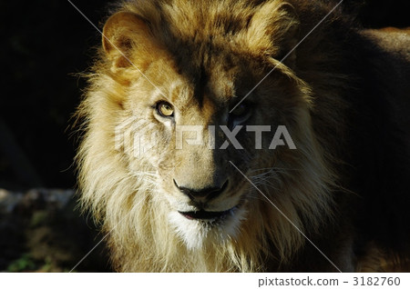 lion lion 3182760
