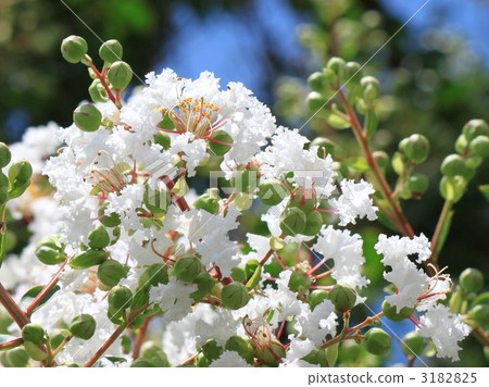 Flower of crape mybs Flower of crape mybs 3182825