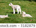 一隻小羊 3182879
