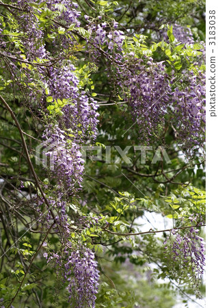 Yamafuji Yamafuji 3183038