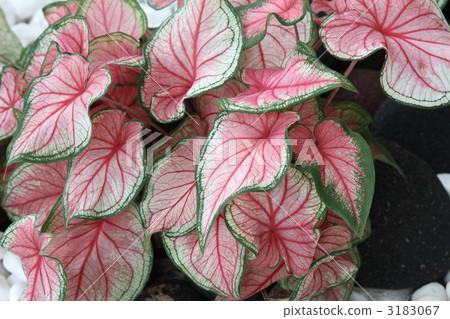 Karadayamu Karadayamu 3183067