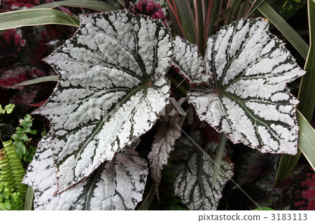Rex Begonia · Avalanche 3183113