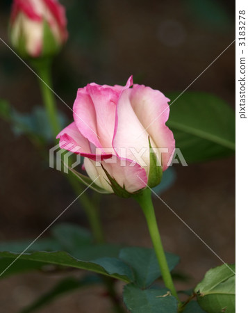 AngéeRosé AngéeRosé 3183278