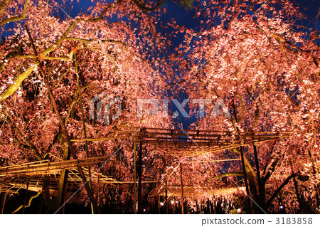 在平安神宮的夜晚,重重的垂枝櫻花 在平安神宮的夜晚,重重的垂枝櫻花 3183858