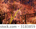 在平安神宮的夜晚，重重的垂枝櫻花 3183859