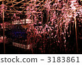 在平安神宮的夜晚，重重的垂枝櫻花 3183861