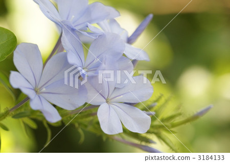 plumbago auriculata, leadwort, bloom 3184133
