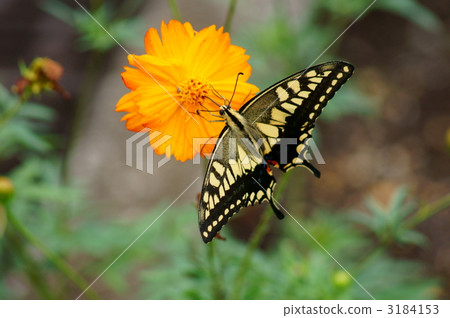 湟源和黃花秋天櫻桃吃飯 3184153