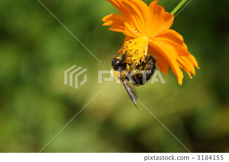 大黃蜂和黃花秋天的櫻花樹體內有大量的花粉。 3184155