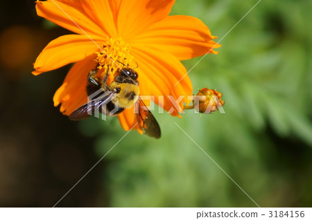 大黃蜂和黃花秋天的櫻花樹體內有大量的花粉。 3184156