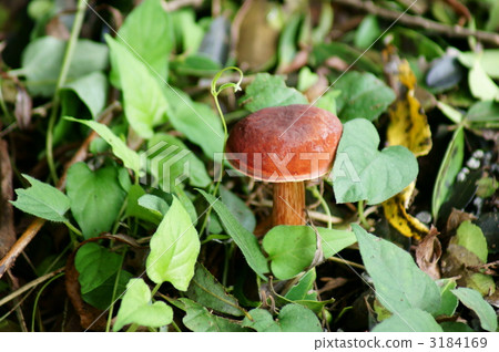 It looks like mushrooms. It looks like mushrooms. 3184169