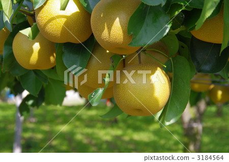 Pear cultivation of fruit pears 3184564