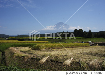 Rice reaping 3184887