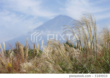Susuki and Mt. Fuji 3184910