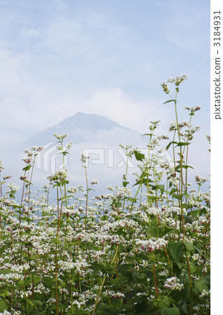 Soba and Mt. Fuji 3184931