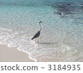 馬爾代夫的鳥類 3184935