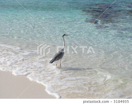 馬爾代夫的鳥類 3184935
