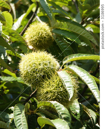 巨頭日本板栗 水果 板栗 3186995