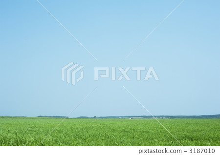 French marshland 3187010
