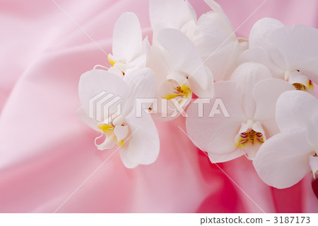 Phalaenopsis orchid  3187173