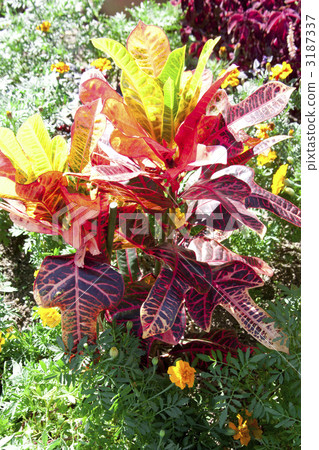Flowerpot Croton Flowerpot Croton 3187337