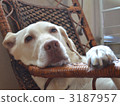放鬆拉布拉多犬 3187957