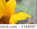 Sunflower grasshopper 3188087