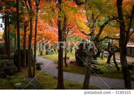 Sho-zan's autumn leaves 3189101