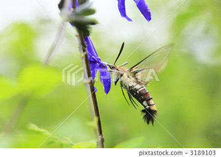 Ooskasiba做一個蜂蜜 3189103