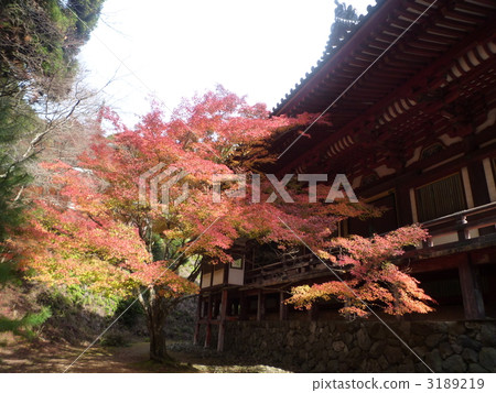 Autumn leaves of Jingo-ji 3189219