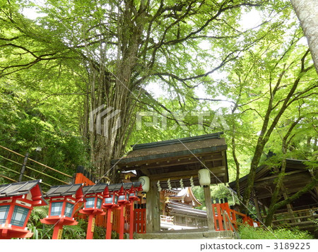 Fresh green Kifune Shrine Fresh green Kifune Shrine 3189225