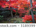 Autumn leaves in the garden of Myoshinji Daimyoin in Kyoto 3189399