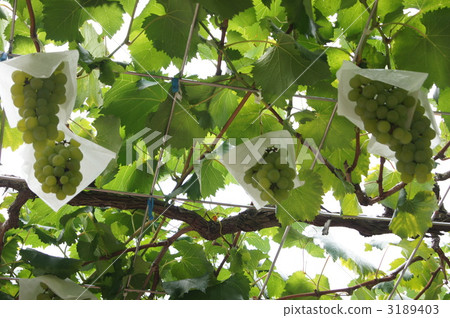 Grape (Mai Kai) 3189403