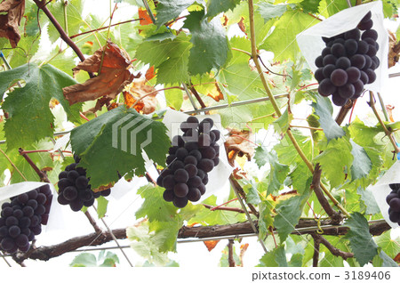 葡萄（陽光胭脂） 3189406