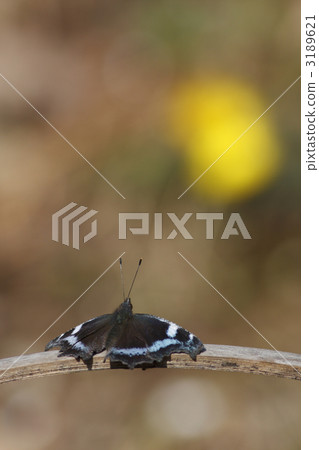 Hinata botko 3189621