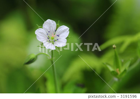 元野翔子 元野翔子 3191596