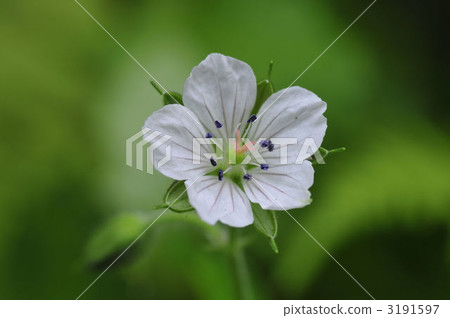 元野翔子 3191597