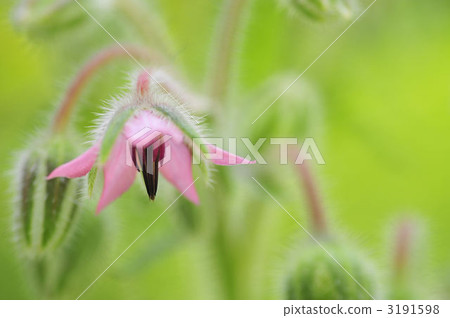 紅色Horizi 3191598