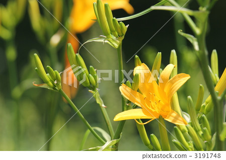 黃花菜 黃花菜 3191748