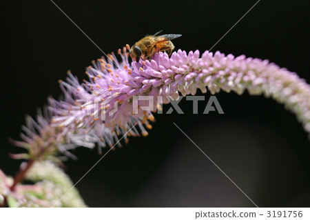 基加和蜜蜂 基加和蜜蜂 3191756