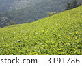 Tea plantation 3191786