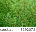 地膚 綠葉 植物 3192078