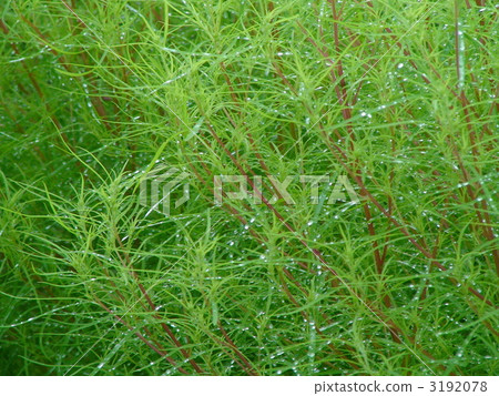 地膚 綠葉 植物 3192078