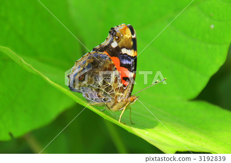 Acacathetha Acacathetha 3192839